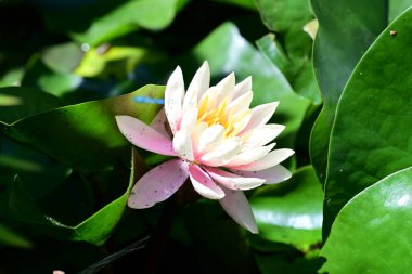 Gölette büyüyen nilüfer çiçeği