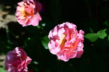 Zarif renklerle süslü gül çalısı.