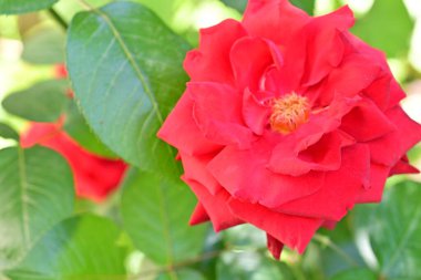 Bahçede kırmızı gül