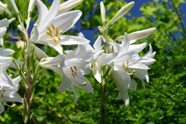 Bahçedeki beyaz zambak çiçekleri. Kapat - kapat. 