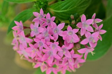 Yaz bahçesinde açan güzel çiçekler, yakın plan.                     