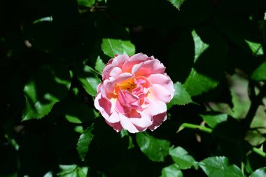 Çiçek açan gül çalılarının botanik görüntülerini kapat