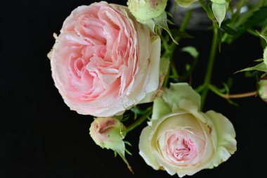 Çiçek açan gül çalılarının botanik görüntülerini kapat