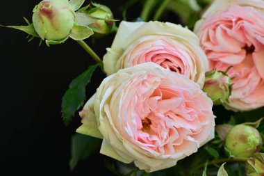 Çiçek açan gül çalılarının botanik görüntülerini kapat