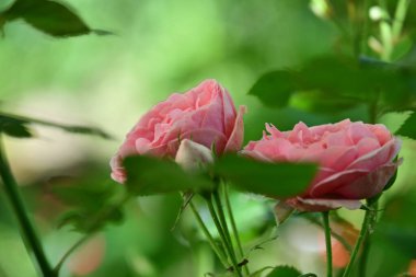 Yumuşak gül yapraklarının doğal güzelliği