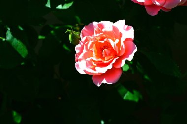 Yumuşak gül yapraklarının doğal güzelliği