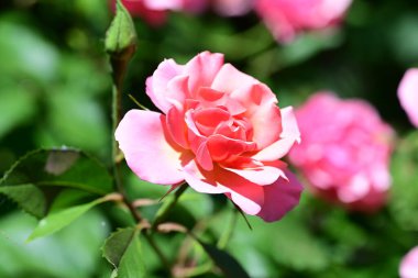 Yumuşak gül yapraklarının doğal güzelliği