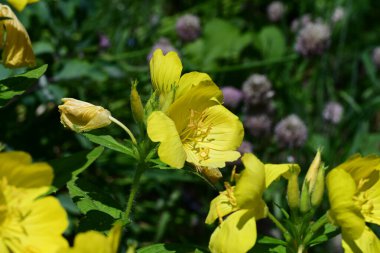 Bahçede güzel sarı çiçekler, çiçek konsepti...