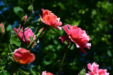 Taze çiçek açmış pembe gül çalısı