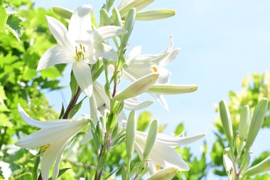 Bahçedeki beyaz zambak çiçekleri. Kapat - kapat. 