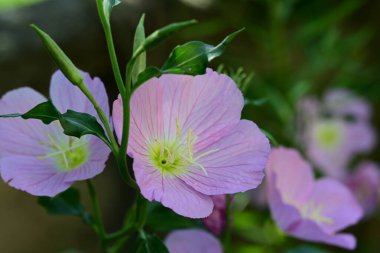 Yaz bahçesinde açan güzel çiçekler, yakın plan.                     