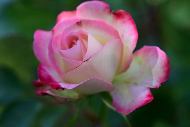 Taze çiçek açmış pembe gül çalısı