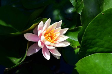 Gölette büyüyen nilüfer çiçeği