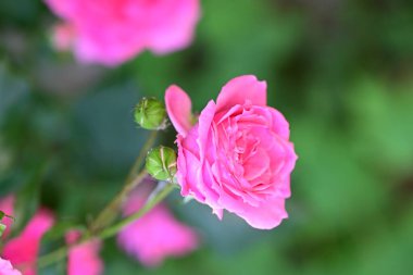 Taze çiçek açmış pembe gül çalısı