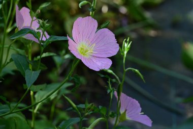 Yaz bahçesinde açan güzel çiçekler, yakın plan.                     