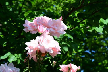 Nazik gül yaprakları, yakından açılıyor.