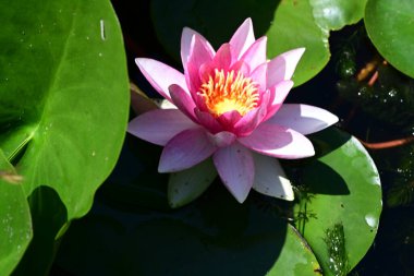 Gölette büyüyen nilüfer çiçeği