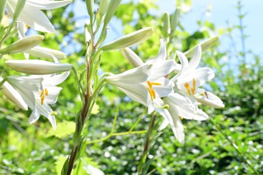 Bahçedeki beyaz zambak çiçekleri. Kapat - kapat. 