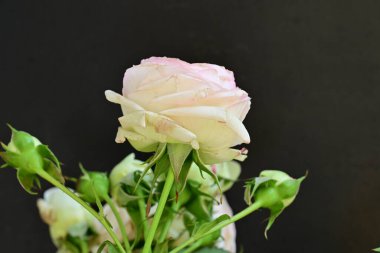 Güzel bir buket pembe gül siyah arkaplanda