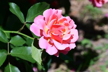 Nazik gül yaprakları, yakından açılıyor.