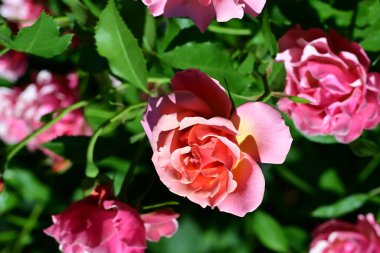 Kadife yapraklı güzel kokulu gül çalısı.