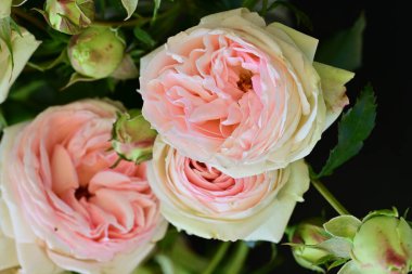 Kadife yapraklı güzel kokulu gül çalısı.