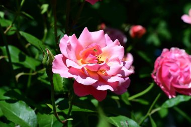 Kadife yapraklı güzel kokulu gül çalısı.