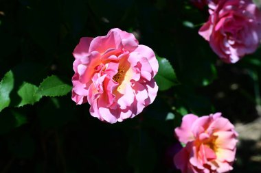 Kadife yapraklı güzel kokulu gül çalısı.