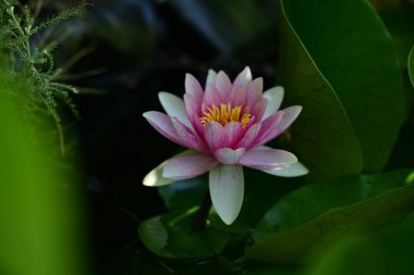 Gölette büyüyen nilüfer çiçeği