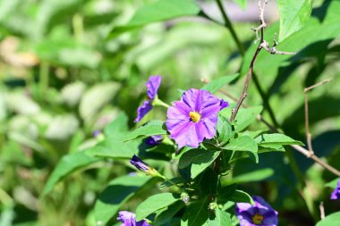 bahçede büyüyen güzel mor çiçekler