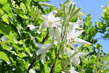 Bahçedeki beyaz zambak çiçekleri. Kapat - kapat. 