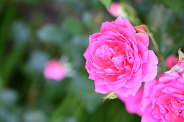 Sabahın erken saatlerinde çiçek açan gül çalısı