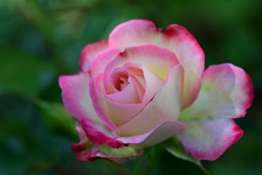 Sabahın erken saatlerinde çiçek açan gül çalısı