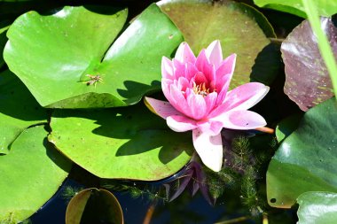 Gölette büyüyen nilüfer çiçeği