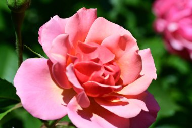 Yaz bahçesinde yetişen güzel pembe gül.