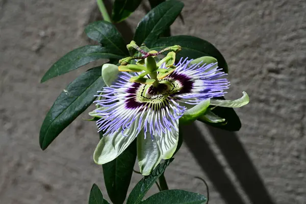 bahçede büyüyen güzel mor çiçekler