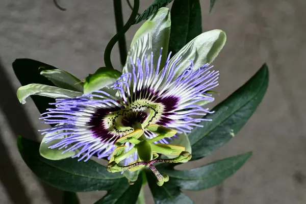 bahçede büyüyen güzel mor çiçekler