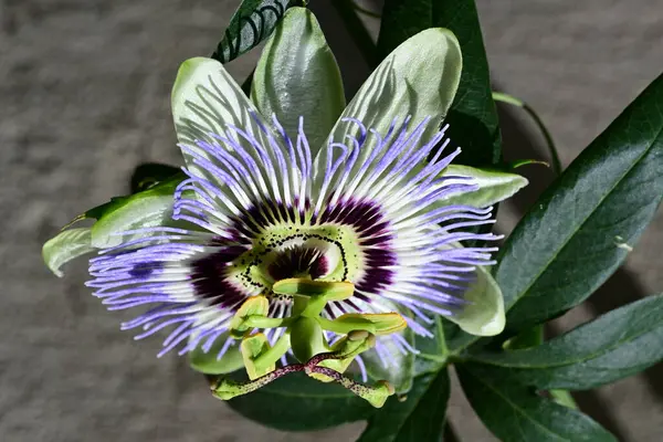 bahçede büyüyen güzel mor çiçekler