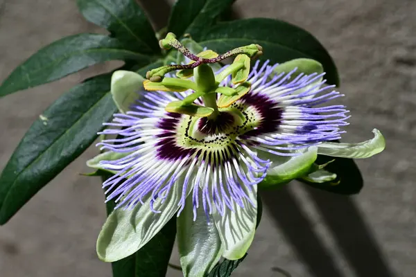 bahçede büyüyen güzel mor çiçekler