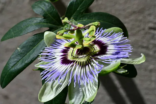 bahçede büyüyen güzel mor çiçekler