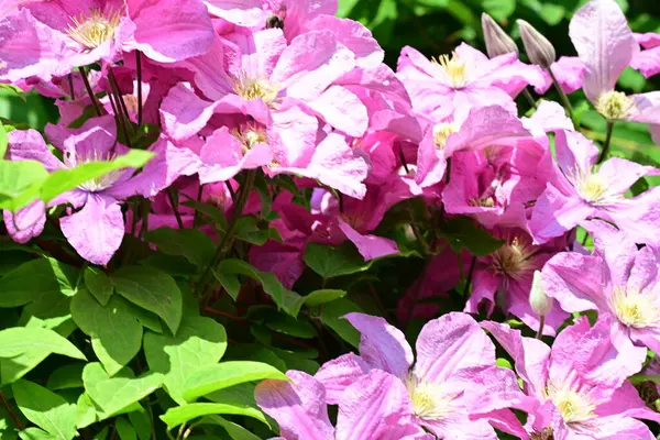 Bahçedeki çiçek tarhında doğa manzarası 