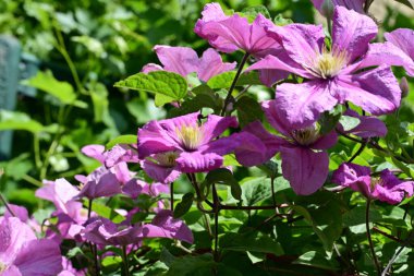Bahçedeki çiçek tarhında doğa manzarası 