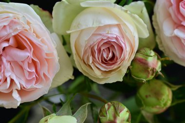 Güzel bir buket pembe gül siyah arkaplanda