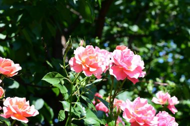 Bereketli gül çalılarının botanik manzarasını kapat