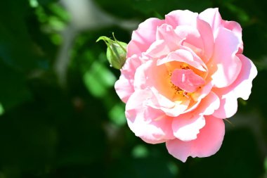 Bahçedeki güzel pembe gülün yakın görüntüsü 