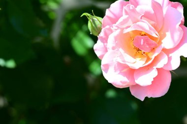 Bahçedeki güzel pembe gülün yakın görüntüsü 