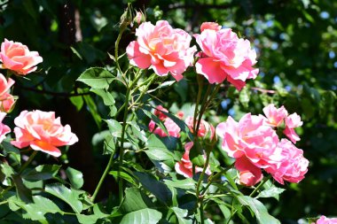 Yaz bahçesinde güzel pembe güller