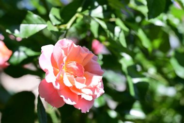 Bahçedeki çiçek tarhında doğa manzarası 