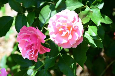 Bahçedeki çiçek tarhında doğa manzarası 