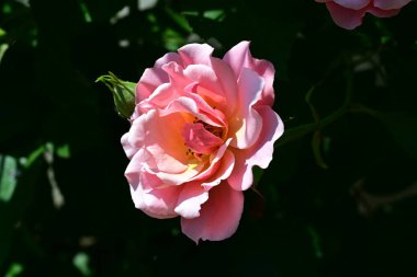 Güzel pembe gül gün ışığında çalıların üzerinde 